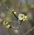 Little light yellow plum blossoms on the branch of a tree Royalty Free Stock Photo