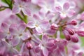 Little lilac blossoms blooming in spring Royalty Free Stock Photo