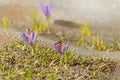 Little Lilies And A Bee