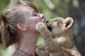 Little lion cub biting girl playing Royalty Free Stock Photo