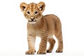 Little lion cub in full length isolated on white background. Beautiful noble animal. For design of postcard, banner