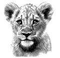 Little lion cub head hand drawn sketch Vector illustration, Wild animals Royalty Free Stock Photo