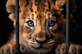 Little Lion cub locked in cage. Skinny lonely lion in cramped jail behind bars with sad look. Concept of keeping animals Royalty Free Stock Photo