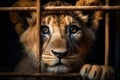 Little Lion cub locked in cage. Skinny lonely lion in cramped jail behind bars, sad look. Keeping animals in captivity Royalty Free Stock Photo