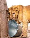 A little lion cub is playing with a bucket Royalty Free Stock Photo