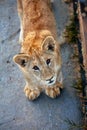 A little lion cub is playing. Portrait of a young lion Royalty Free Stock Photo