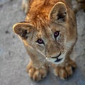 A little lion cub is playing. Portrait of a young lion Royalty Free Stock Photo