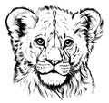 Little lion cub portrait hand drawn sketch illustration, Wild animals Royalty Free Stock Photo