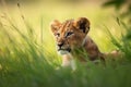 Little lion cub resting on green pasture grass on summer. Wildlife Animals. Illustration. Generative AI Royalty Free Stock Photo