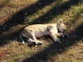 Little lion cub sleeps on the ground