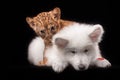 Little lion cub and white puppy