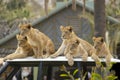 Five lion cubs are awaiting the return of their parents following a hunt. Royalty Free Stock Photo