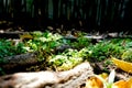 Little Lip Fern on soil ground with tree`s root and some dry leaf Royalty Free Stock Photo