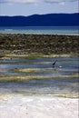 Little little bird beach in indian ocean madagascar