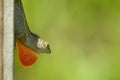 Red-throated anole lizard