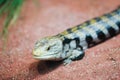 Little lizard close up, lizard macro photography Royalty Free Stock Photo