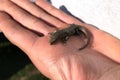 Little lizard on hand, pet lizard being played