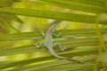 Little lizard hanging onto a palm tree