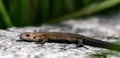 Little lizard on the rock Royalty Free Stock Photo