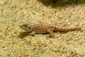 Little lizard on the sand, baby iguana, amphibian looking at the camera Royalty Free Stock Photo