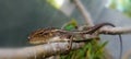 little lizard sleeping on a frangipani branch Royalty Free Stock Photo