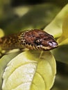 little lizard snake in the garden