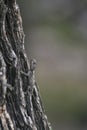 Little lizard standing on tree bark in Forest Royalty Free Stock Photo