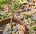 Little lizard among the stones.