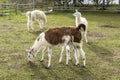 A large brown llama feeds a small white llama.