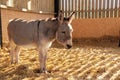 Little lone Donkey in a Stable