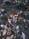 Little lonely red poppy in the forest Spring loneliness land,Republic of Crimea