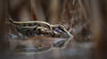 A little looper Lymnocryptes minimus hides in reeds from danger, very rare photo Royalty Free Stock Photo