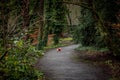 Little lost dog in a colorful forest, full of fallen dry leaves on the ground, mixing a variety of yellow, red, orange and green Royalty Free Stock Photo