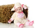 Little Lost Lamb Royalty Free Stock Photo