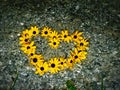 A little love from a daisy heart