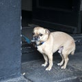 Little lovely cute happy white fat pug dog Royalty Free Stock Photo