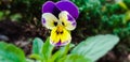 Flower like teddy faceflower, little plant for lawn,Flower like monkey face, flower of Assam, fantabulous flower Royalty Free Stock Photo