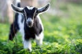 Young goatling with soft black and white fur Royalty Free Stock Photo