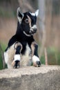 Young goatling with soft black and white fur