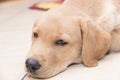 Little lying labrador, golden retriever.