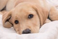 Little lying labrador, golden retriever.