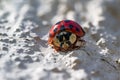 Little macro lady bug in spring season