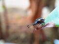 Little macro ladybug on the leaf with isolated blureed background Royalty Free Stock Photo