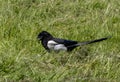 Little magpie bird standing on a green field.