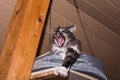 little maine coon cat cat yawns with gaping mouth