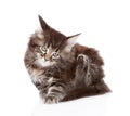 Little maine coon cat scratching isolated on white background Royalty Free Stock Photo