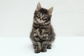 Little Maine Coon kitten. Sitting on white background Royalty Free Stock Photo