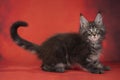 Little Maine Coon on red background Royalty Free Stock Photo