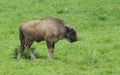 Little male bison in the forest, bison in grasslands, wild Plains Bison, European Bison (Bison bonuses) close up