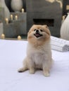 Little male Pomeranian Pet Dog Royalty Free Stock Photo